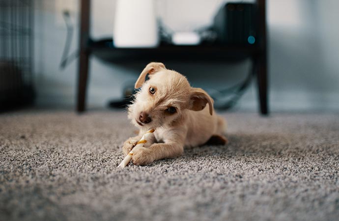Pet sitting on carpet